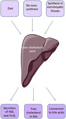 Cholesterol: A Gatekeeper of Male Fertility?